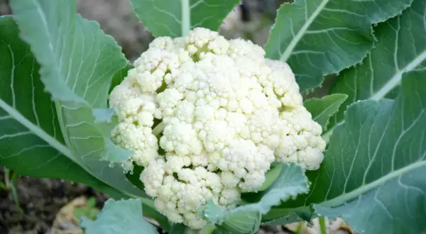En vit blomkål växer frodigt bland gröna blad. En härlig syn för den som vill odla blomkål.