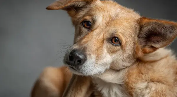 Ein brauner Hund mit aufmerksamen Augen, der sich im Dunkeln kratzt.