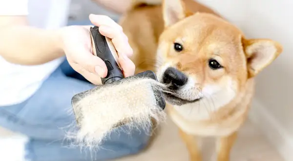 Ein Shiba Inu wird gebürstet. Die Bürste ist voller Haare, was auf **Stress** und **Schuppen** beim **Hund** hindeuten könnte.