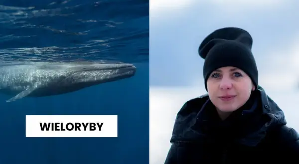 Jak rozmnażają się wieloryby? Fascynujące fakty o ich życiu i młodych