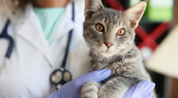 A veterinarian in gloves holds a tabby kitten, likely for a fip treatment consultation.