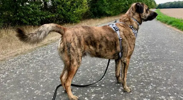Ein gestromter Cão de Castro Laboreiro steht auf einem Weg, umgeben von Bäumen und Feldern.