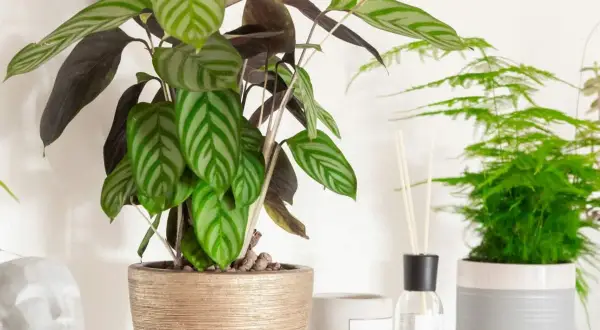 Kwiat calathea z pasiastymi liśćmi w złotej donicy, obok zielona paproć i dyfuzor zapachowy.