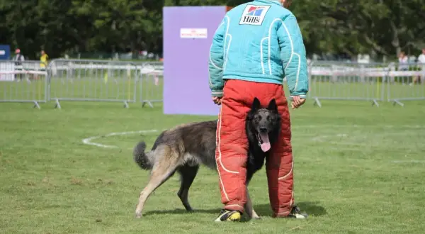 Un chien noir, en plein dressage au mordant, se faufile entre les jambes d'un homme portant un équipement de protection.