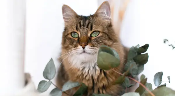 Eine Katze mit grünen Augen sitzt zwischen Eukalyptusblättern. Vorsicht vor Eukalyptusvergiftungssymptomen bei Haustieren.