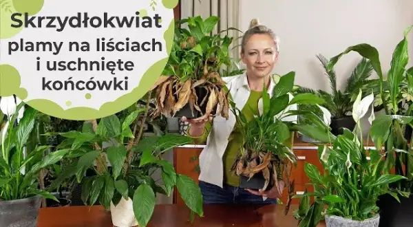 Dlaczego kwiaty skrzydłokwiatu brązowieją? Oto przyczyny i rozwiązania