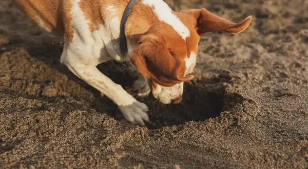 Ein braun-weißer Junghund gräbt eifrig im Sand. Perfekt, um einen Junghund auszulasten und seine natürlichen Instinkte zu fördern.