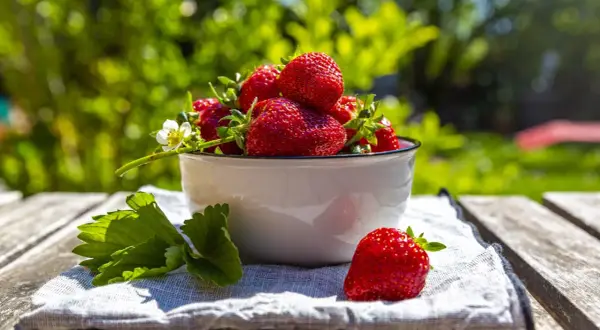 Frisch geerntete Erdbeeren in einer Schüssel, ein Zeichen für die gute Pflege der Erdbeerpflanzen.