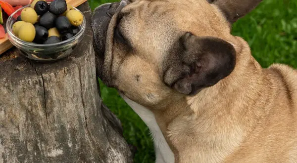 A French bulldog sniffs a bowl of olives, raising the question: can dogs eat olives?
