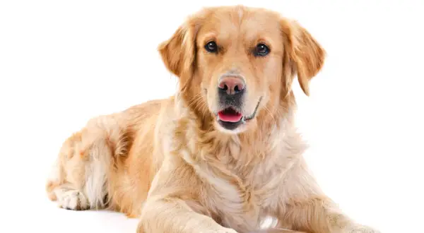Ile je golden retriever? Odkryj idealne porcje dla psa