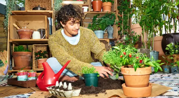 Ung man planterar chiliplantor i krukor. En röd vattenkanna och jord finns nära till hands.