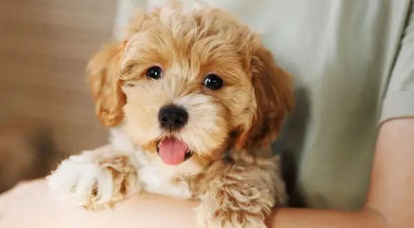 Uroczy szczeniak Maltipoo z wystawionym językiem, trzymany w ramionach.