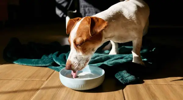 Perro Jack Russell bebe leche para perros de un cuenco azul sobre una manta verde.