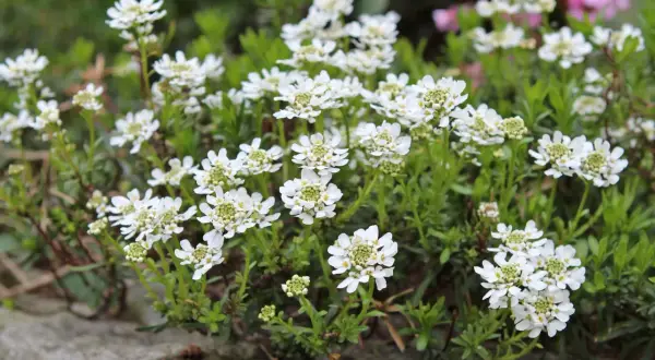 Ein Meer aus weißen Schleifenblumen, bereit zum Schneiden für einen Frühlingsstrauß.