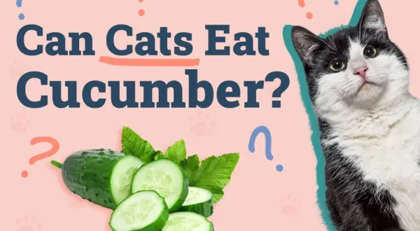 A black and white cat looks at sliced cucumbers, with the text "Can Cats Eat Cucumber?" on a pink background.