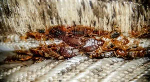 A close-up shows a cluster of bed bugs, the likely reason why is my bed itchy.