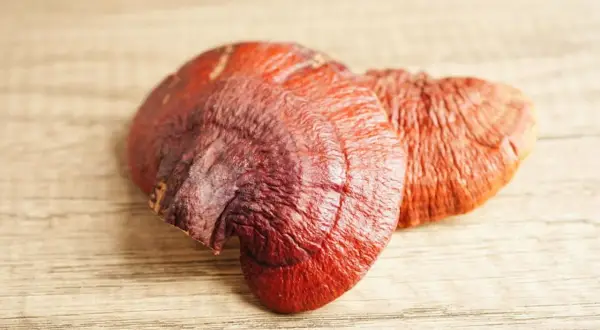 Dwa suszone grzyby reishi na drewnianym tle. Reishi na co? Na zdrowie i odporność!