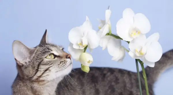 A tabby cat curiously sniffs white orchids, raising the question: are orchids toxic to cats?