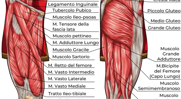 Anatomia dettagliata dei muscoli delle cosce, con etichette che indicano i nomi dei vari muscoli come il Grande Gluteo e il Retto del femore.
