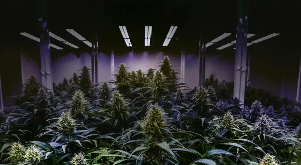 Kwitnące rośliny konopi pod lampami LED, idealne do nauki, jak uprawiać indoor.