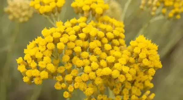 Racimos de flores amarillas, como pequeñas pompas de jabón, que parecen una **siempre viva** en el campo.