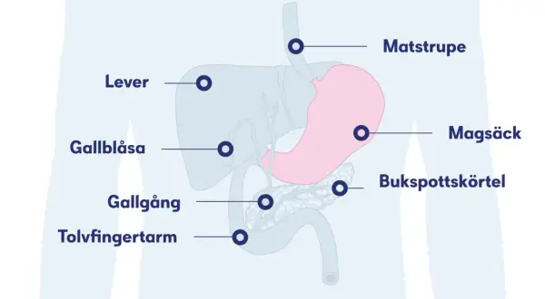 Diagram över matsmältningsorganen, inklusive magsäck, lever och bukspottkörtel. Kan visa symtom på inflammation i magen.