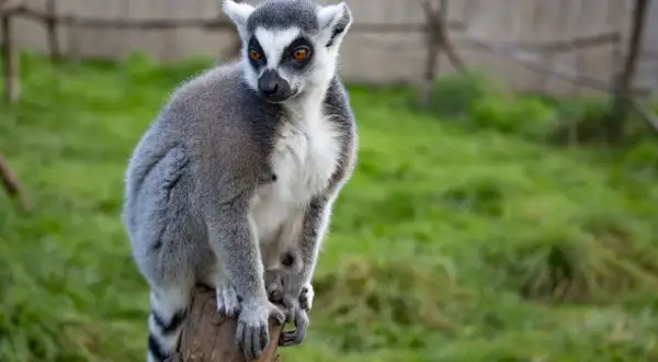 Lemur siedzi na pniu w zoo w łącznej, z zaciekawieniem obserwując otoczenie.