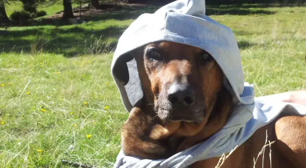 Ein brauner Hund mit Kapuze im Gras, die Sonne scheint.