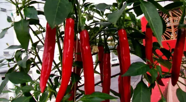 En buske med många långa, smala, röda chili cayenne-pepparfrukter som hänger ner från grenarna.
