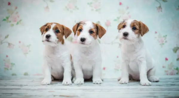 Trzy urocze szczenięta Jack Russell Terrier siedzą przed kwiecistą tapetą. Zastanawiasz się, ile powinien jeść szczeniak tej rasy?