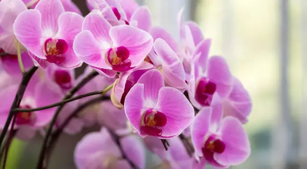 Delikatne, różowe kwiaty storczyka, znane też jako orchidea, tworzą bujny bukiet.