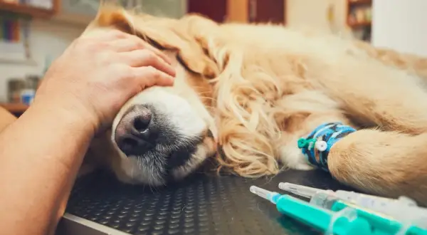 Pies rasy golden retriever leżący na stole weterynaryjnym, z ręką głaszczącą go po głowie. Widoczne wenflon i strzykawki.