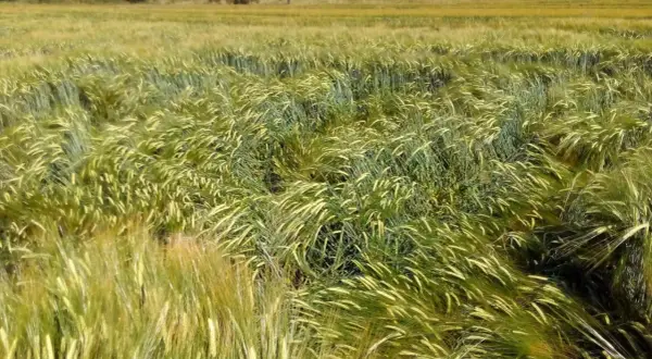 Pole jęczmienia ozimego po nawożeniu. Zboże bujnie rośnie, kłosy kołyszą się na wietrze.