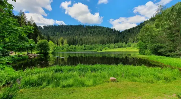 Idyllischer See mit Spiegelung im Schwarzwald, umgeben von üppigem Grün und einem dichten Nadelwald.