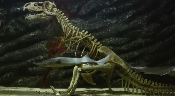Ryba płynie obok szkieletu dinozaura w akwarium, tworząc niezwykły podwodny świat Zakopane.