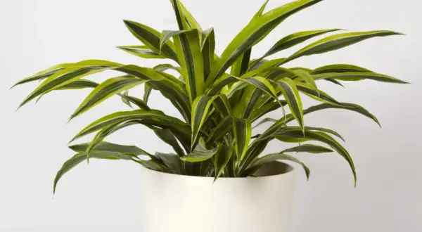 Dracena w białej donicy, z liśćmi o zielono-żółtych paskach. Idealne stanowisko dla tej rośliny to jasne, ale bez bezpośredniego słońca.