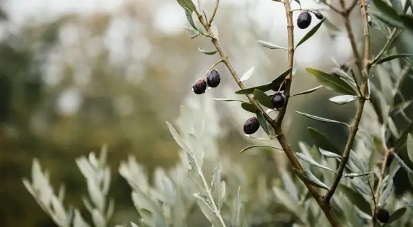 Olive nere gocciolanti su un ramo, promessa del miglior olio del Gargano.