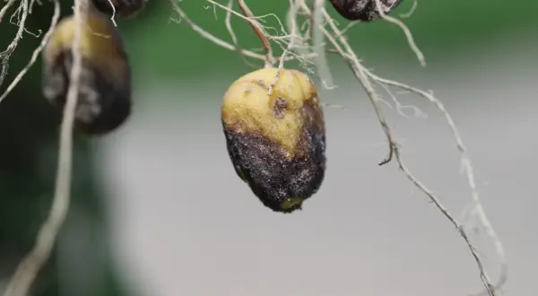 Petites pommes de terre jaunies et brunies, atteintes par un parasite, avec des racines fines.