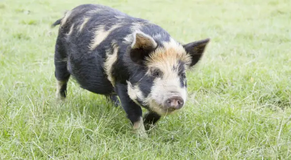 Ein geflecktes Kune Kune Schwein trottet über eine grüne Wiese. Die Haltung dieser freundlichen Tiere ist ein Genuss.
