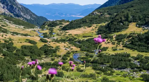 Blühende Disteln im Vordergrund, im Hintergrund ein malerisches Tal mit einem Bach und grünen Hängen im Gebirge in Bulgarien.