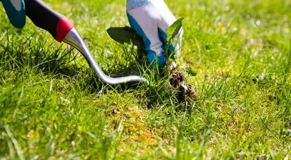 Jak zwalczyć chwasty na trawniku? Skuteczny poradnik krok po kroku