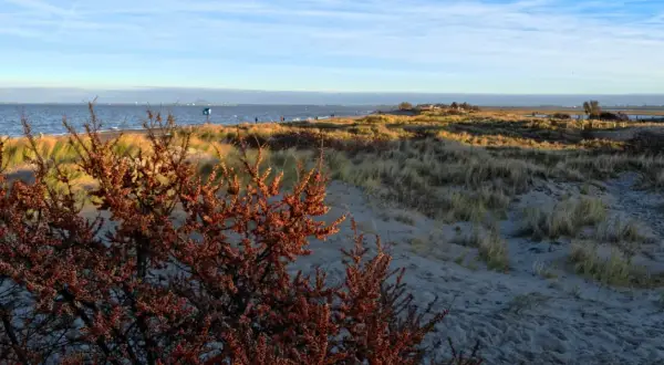 Jesienny spacer po plaży, idealne miejsce gdzie nad morze w październiku. Morze, piasek i krzewy z pomarańczowymi owocami.