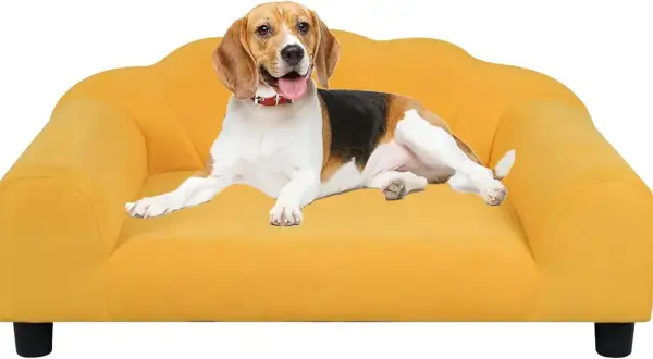 Beagle na żółtej kanapie. Idealny narożnik do salonu z psem, materiały odporne na pazury.