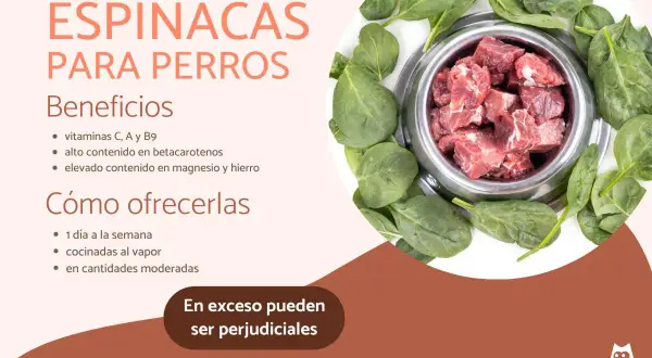 Un tazón de comida para perros rodeado de espinacas frescas. Los perros pueden comer espinacas, que aportan vitaminas y minerales esenciales.