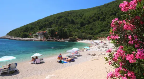 Kwiaty oleandra na pierwszym planie, w tle plaża z leżakami i parasolami, turkusowe morze i zielone wzgórza wyspy Korcula.