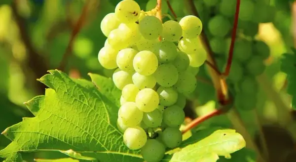 Kiedy zbierać winogrona na wino, aby uzyskać najlepszą jakość?