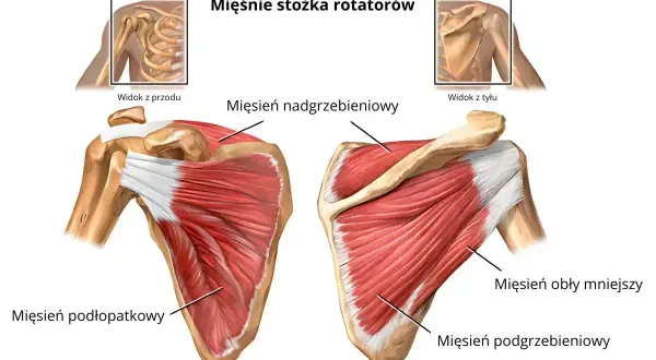Anatomia barku: widok z przodu i z tyłu mięśni stożka rotatorów, w tym mięśnia podłopatkowego, nadgrzebieniowego, podgrzebieniowego i obłego mniejszego.