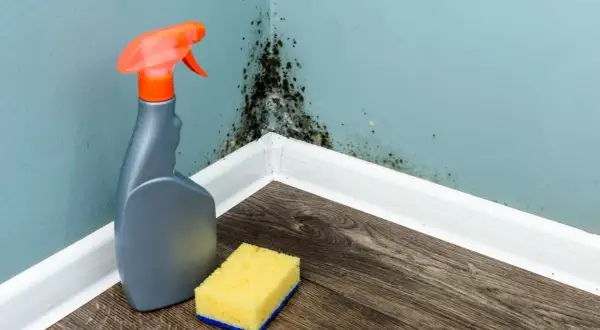 Pleśń na ścianie? Zobacz, jak usunąć pleśń ze ściany – domowe sposoby. Spray i gąbka czekają na użycie.