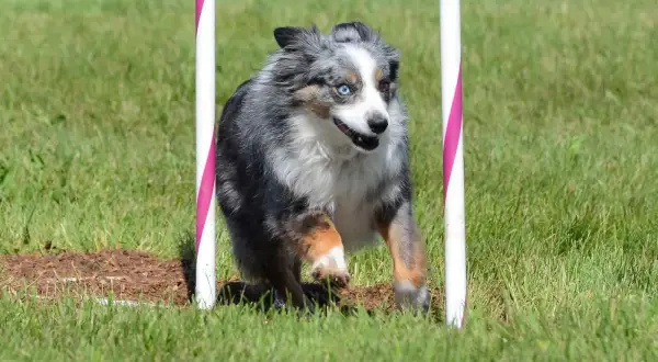 Ein Mini Australian Shepherd mit schwarz-grauem Fell und bunten Augen rennt durch einen Agility-Parcours.