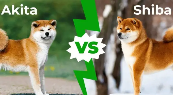 Akita vs Shiba: Kluczowe różnice, charakter, koszty. Który pies dla Ciebie?
